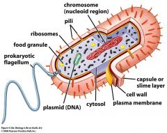 Prokaryotic Cell:
*does not contain a membrane
*structural shape is an oval, bean like shape
*earliest form of life on earth
a tail(flagella) is attached to the cell to help move and guide it from on place to another 
*unicellular
*commonly found ...