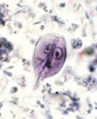 Giardia in cats and dogs