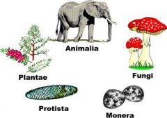 5 Kingdoms:
There are five different kingdoms that organisms can be classified into. What differentiates them into the kingdoms is based on their cell structure, nutritional requirements and their developmental pattern. 