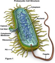 Bacteria Cell