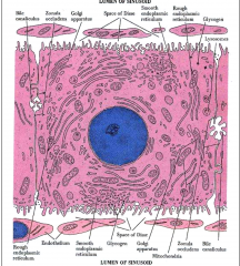 Cuboidal cells with micro villi on the sinusoidal sides of the cells. that extend into the space of Disse. There are gaps between the sinusoidal  cells to allow leakage into the hepatocyte. There are organelles within that show is it has secreto...