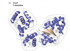 For a protein with 150 to 200 amino acid residues, the polypeptide chain usually folds into two folding units known as domains. Different parts of domains can have different functions. 