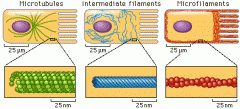 1. סיבי אקטין (Actin filaments) - הקטנים ביותר, נמצאים בעיקר בצמוד לממברנת התא.
2. סיבי ביניים (Intermediate filaments) - בינוניים, תפקידם הוא חיבור בין סיבי הא...