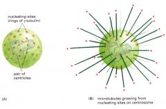 הצנטרוזום (מכונה גם MTOC - Microtubule organizing center) הוא מבנה המורכב מקומפלקס כדורי של חלבונים וממנו יוצאים רוב המיקרוטובולין.
הוא מורכב משני אלמנט...