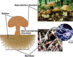 Fungi are able to reproduce
 by releasing spores that are able to travel scatter around to great distances