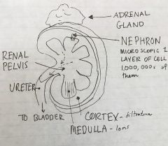 Nephron on the renal medulla in the junction with the renal cortex