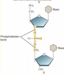 5-membered ring

• 1' is at right, count clockwise
• 5' branches off of 4'
• 5th ring member is an O

• hydroxyl at 3'
• phosphate at 5'
• phosphodiester bonds between functional groups and C's

Growing end at 3'!!
• OH po...