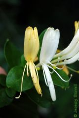 Herbs, shrubs, or woody vines. Opposite simple leaves.Zygomorphic flowers, CA(4) 5, connate, CO(4) 5 connate, bilateral and often bilabial with 2 upper and 3 lower lobes OR 4 upper and 1 lower. 
(4) 5 epipetalous stamens
elongated style, stigma c...