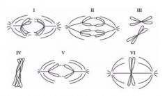 Refer to the drawings in Figure 10.2 of a single pair of homologous chromosomes as they might appear during various stages of mitosis or meiosis. Which diagram represents anaphase II of meiosis?