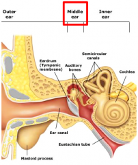 










Middle ear is lined
by thin “non-keratinizing” stratified squamous epithelium