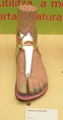 










El
calzado femenino y masculino se veía influenciado por los materiales y colores
que se utilizaban en el Oriente. 



A
menudo era de seda bordada, decorados con oro y piedras preciosas que iban del
gris y marrón,...