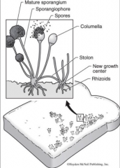 Bread molds
Grow by elongated filamentous hyphae 
Mass of hyphae = mycelium
Hyphae = coenocytic
Spores produced in mature sporangia