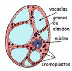 Estructura y la función de los cromoplastos