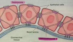 connects epithelial cells to the basal lamina