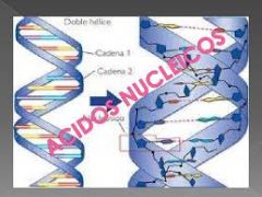 ácidos nucleicos