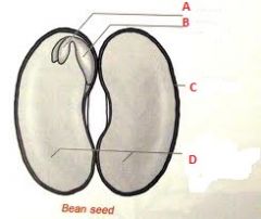 A- Plumule
B- Radicle
C- Seed Coat
D- Cotyledon