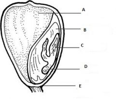 Associate the following terms to the letters above.
This is a monocot seed.

Pericap, radicle, cotyledon, endosperm, plumule, seed coat.