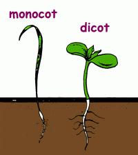 The cotyledons.  
Mono-cots have one
Di-cots have two
