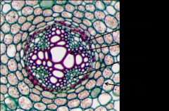 This cross section of a root is from a dicot or a monocot plant?
