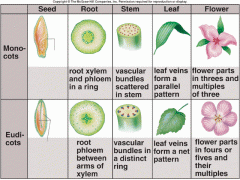 The X shape at the center of the root is characteristic of dicot plants.