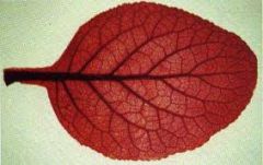 This leaf is from a dicot or a monocot plant?