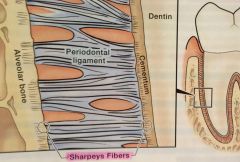 ends of periodontal ligament fibers that are embedded in the cementum and alveolar bone