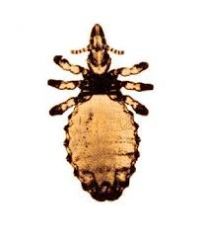 Damalinia equi- biting louse.

Haematopinus asini- sucking louse. 