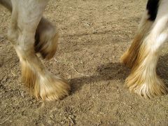 When do horses usually get infestation with trombiculosis in terms of season? 