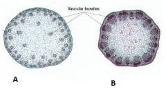 A Monocot
B Dicot

In think that dicot plants, in general, seem to be more complex or advanced. We can see this here by the concrete organization of the vascular tissue compared to the more or less unorganized vascular tissue of the monocot.