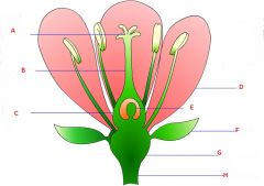 Attribute the following terms to their respectful location in the above image.
Pollen sack,    Filament,     Receptacle,    Stem,    Petals,   Style,    Stigma,    Anther,    Stamen,    Ovary,    Ovules,   Sepals