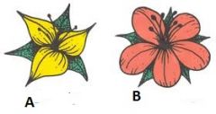 Which of these flowers is from a monocot plant and which is from a dicot plant?