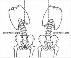 dorsal/ventral = back/front
