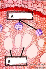 In this cross section of a root both types of vascular tissue, phloem and xylem, are indicated. Which is which?