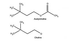 Acetate linked to choline through a ester linkage