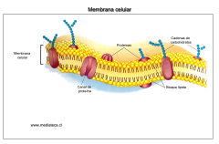 ¿Cuál es la estructura y la función de la membrana?