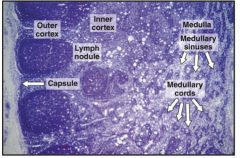 Macrophages and reticular cells


Has blood vessels and capillaries