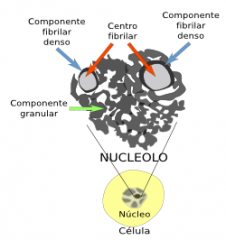 ¿Cuál es la estructura y la función del nucléolo?