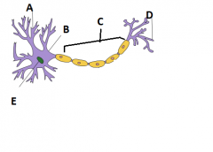 A- Dendrites
B- Cell body
C- Axon
D- Axon terminal
E- Nucleus