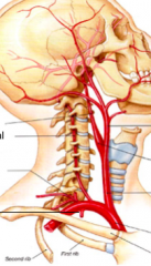 head and neck arteries

clockwise