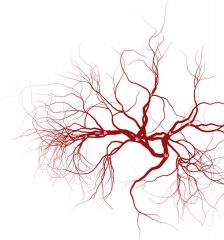 These are veins.
They are responsible for carrying the oxygen-deprived blood back to the heart.