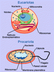 Organelos en la célula eucariota y procariota
