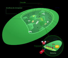 ¿Cuál es la estructura y la función de los cloroplastos?