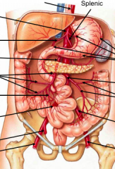 abdomen arteries

clockwise