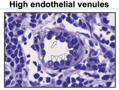 Somelymphocytes (B cells and T cells ) come into the lymph node through lymph vessels


 Most get to lymph nodes through high endothelial veins (HEV)
-Blood vesselsthat terminate in the lymph node


1. Allow lymphocytes to leave blood and enterint...
