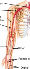 upper extremity arteries

top to bottom