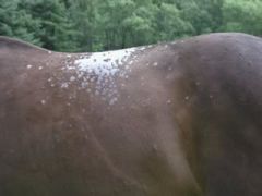 What species commonly causes ringworm in horse? Less commonly? Signs? 