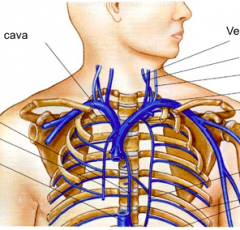 veins in the thorax

clockwise