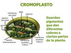 CROMOPLASTO: Plasto de las células vegetales que contienen pigmentos carotenoides : xantofila, caroteno, licopeno. Estos pigmentos pueden estar presentes en glóbulos lipídicos o bien fijos por un soporte lipo-proteico, e incluso presentarse en ...