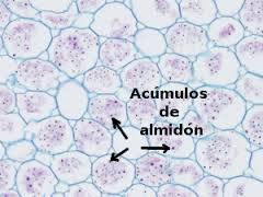 ¿Cuál es la estructura y la función de los amiloplastos?