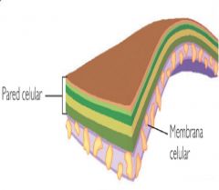 ¿Cuál es la estructura y la función de la pared celular?